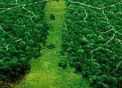 Beyond Finance: Your Hidden Impact on Nature